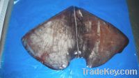 Sell Frozen Squid (dosidicus gigas) wings