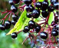 Elderberry Extract, 25% Anthocyanidin