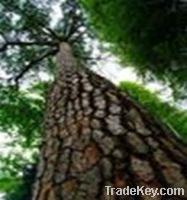 Pine Bark Extract OPC 95%