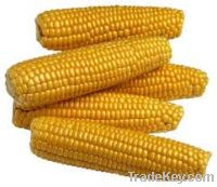  Maize | Maize Exporter | Corn Grain Seller | Maize Buyer | Bulk Maize Grain Importer | Corn bean Buyer | Corn bean Wholesaler | Corn Grain Manufacturer | Best Quality Corn Grain | Cheap Maize Supplier | Low Price Corn | Yellow Corn | White Cron | Baby Ma