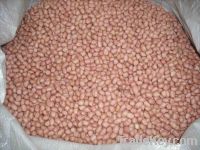 Red Skin Peanuts For Sale