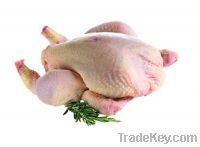 Halal Whole Frozen Chicken For Sale