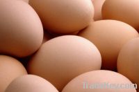 Chicken Eggs , Quail Eggs