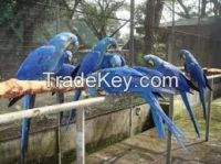 Macaw /Congo African Gray/ cockatol Parots for Sale