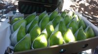 Fresh Guava suppliers, Egyptian Fresh Guava, guava egypt