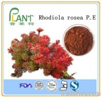 Sell  Rhodiola rosea extract powder