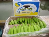 Selling Ecuadorian Bananas