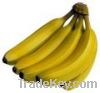 Cavendish Banana