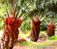 Sell Crude Palm Oil
