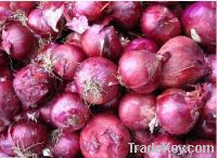 Sell Organic Fresh Onion