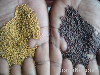Mustard Seed for oil