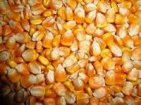 YELLOW CORN