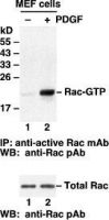Anti-Active Rac1-GTP Mouse Monoclonal Antibody