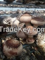 shiitake mushroom log 808