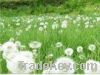 Sell Dandelion Extract