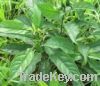 Sell Isatis Leaf Extract