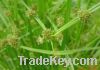Sell Nutgrass Extract