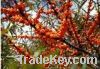 Sell Seabuckthorn Fruit Extract