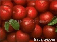 Sell Hawthorn Fruit P.E