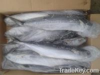 Sell Frozen Spanish mackerel Whole round W/R (Latin name:Scomberomorus