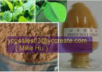 Sell Green Tea P.E., 100% natural extract