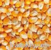  Maize | Maize Exporter | Corn Grain Seller | Maize Buyer | Bulk Maize Grain Importer | Corn bean Buyer | Corn bean Wholesaler | Corn Grain Manufacturer | Best Quality Corn Grain | Cheap Maize Supplier | Low Price Corn | Yellow Corn | White Cron | Baby Ma