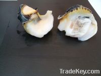 Sell Sea Snails