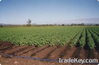 Sell drip tape for subsurface irrigation