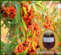 Seabuckthorn oil