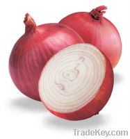 Sell- Indian fresh red onion