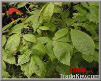 Sell Siberian Ginseng Extract