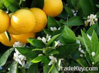 Navel Oranges for sell