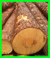 Sell SOUTHERN YELLOW PINE LOGS