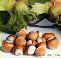 Organic Hazelnuts