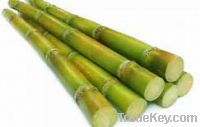 Sell fresh sugarcane