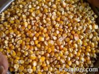  Maize | Maize Exporter | Corn Grain Seller | Maize Buyer | Bulk Maize Grain Importer | Corn bean Buyer | Corn bean Wholesaler | Corn Grain Manufacturer | Best Quality Corn Grain | Cheap Maize Supplier | Low Price Corn | Yellow Corn | White Cron | Baby Ma