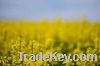 Sell Rapeseed Oil