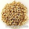 Sell Barley Malt