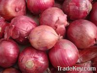 Fresh Red Onions on SALE