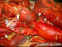 Dried and Fresh Lobster Shell