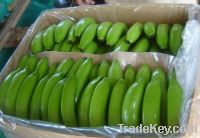Fresh Cavendish Banana Fruits
