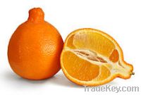 Fresh Minneola Orange