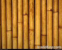 Sell bamboo poles