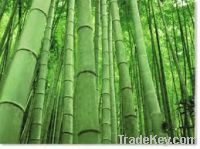 Sell bamboo cane