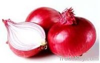 Sell Onion Extract