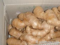 Sell chinese air dry ginger