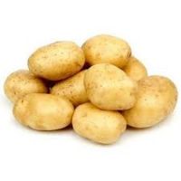 High Quality Fresh Potato