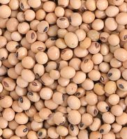 SOYBEAN SEEDS & MEAL