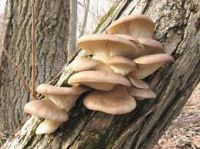 oyster mushrooms