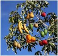 fruits grafts and seedlings